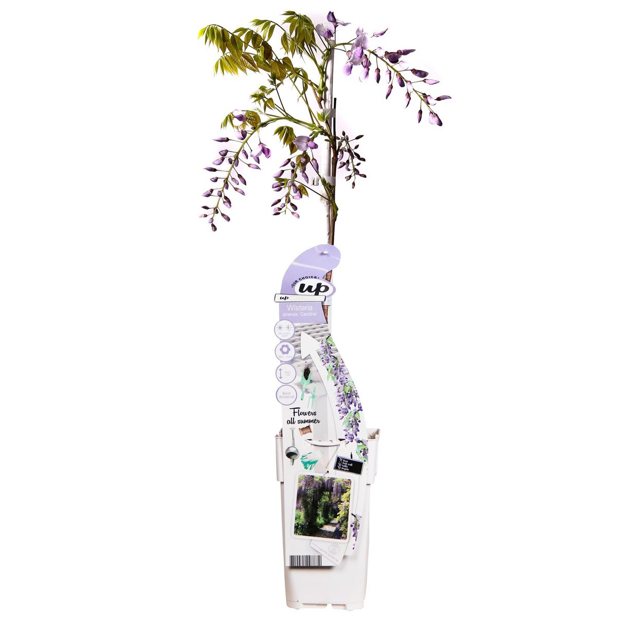 Wisteria Sinensis Caroline - Purple rain - Ø15cm - ↕65cm