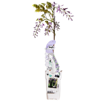 Wisteria Sinensis Caroline - Purple rain - Ø15cm - ↕65cm