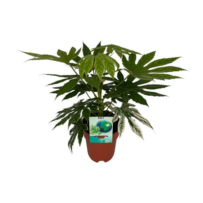 WSTKB [P19-H60] Fatsia SpiderWeb