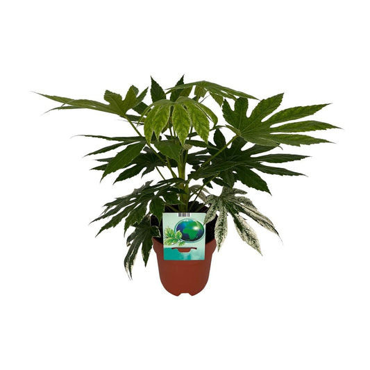 WSTKB [P19-H60] Fatsia SpiderWeb