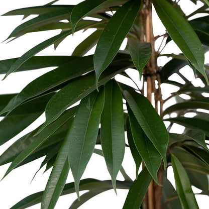 Ficus Amstel King - Weeping fig - ø21cm - ↕100cm