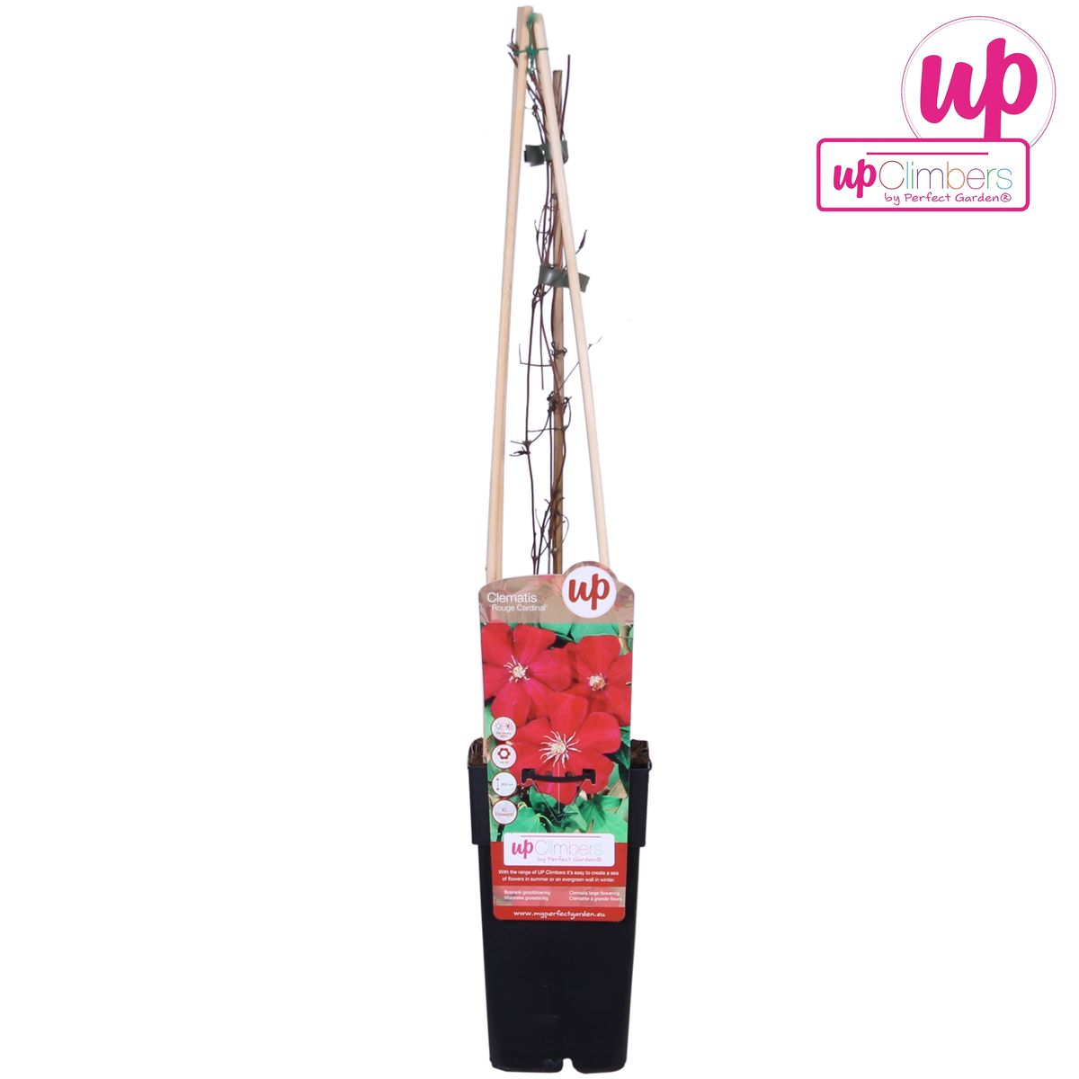 Clematis Rouge Cardinal - ↕65cm - Ø15