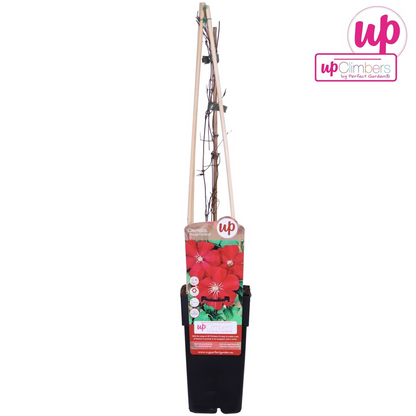 Clematis Rouge Cardinal - ↕65cm - Ø15