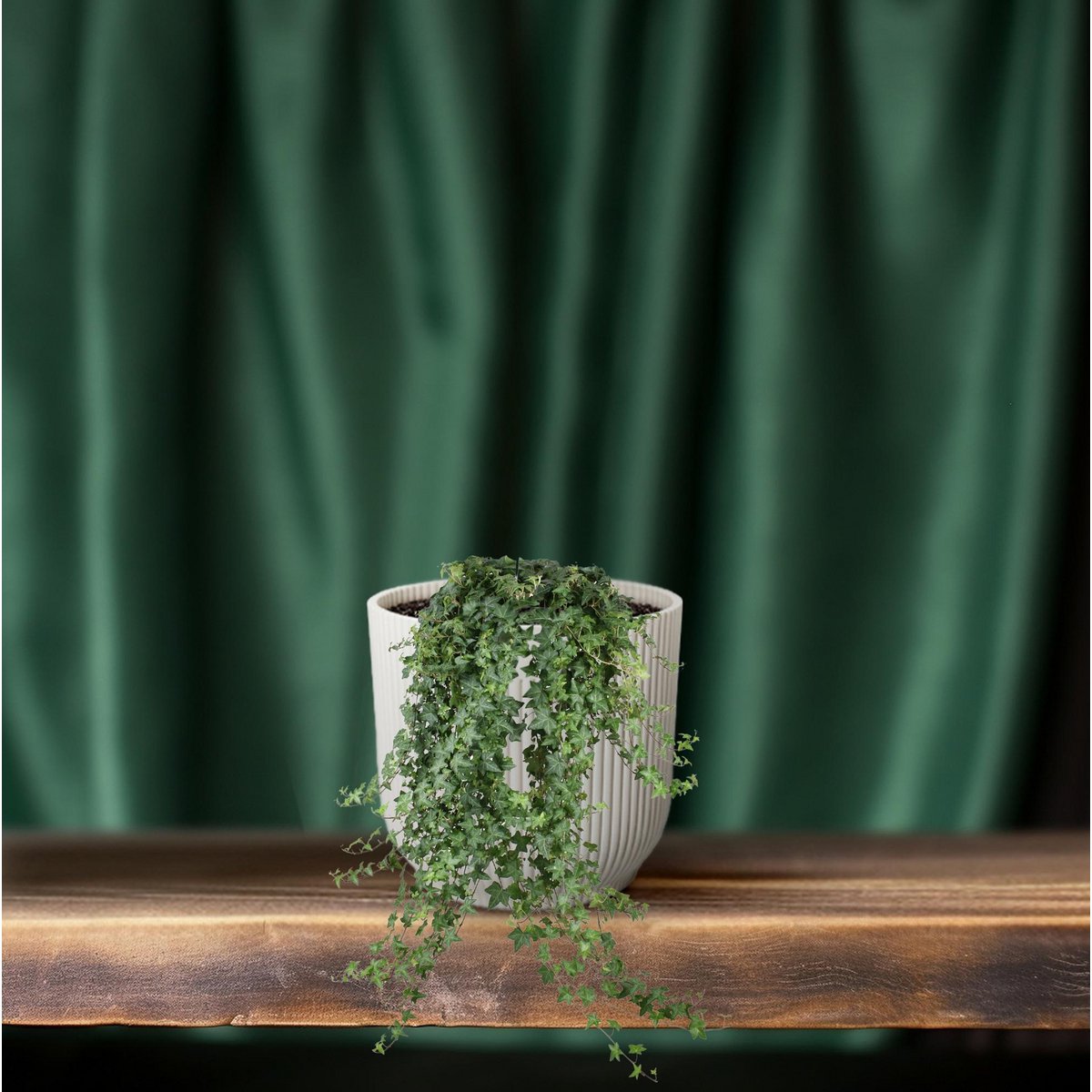 Hedera Helix Pitsburg - Hang/XXL [P24-H]