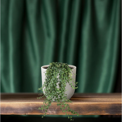 Hedera Helix Pitsburg - Hang/XXL [P24-H]