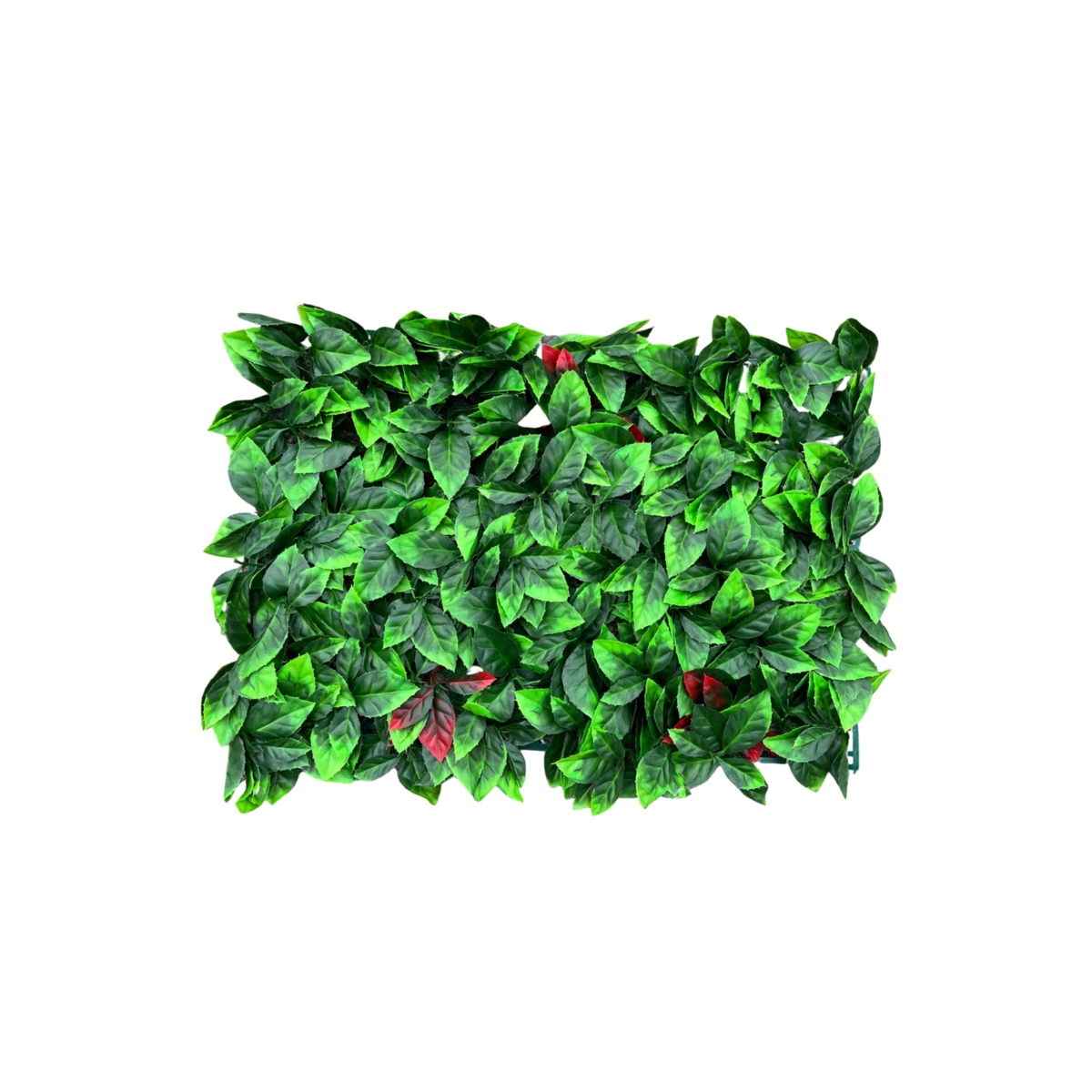 Kunsthaag Photinia 60x40cm