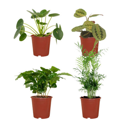 Animal-friendly plant box - 4 houseplants - Ø12cm - Various heights