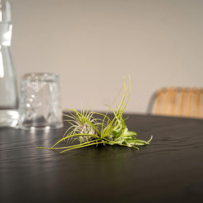 Tillandsia Air Mix - 5 Stx - 6 cm - Ø6