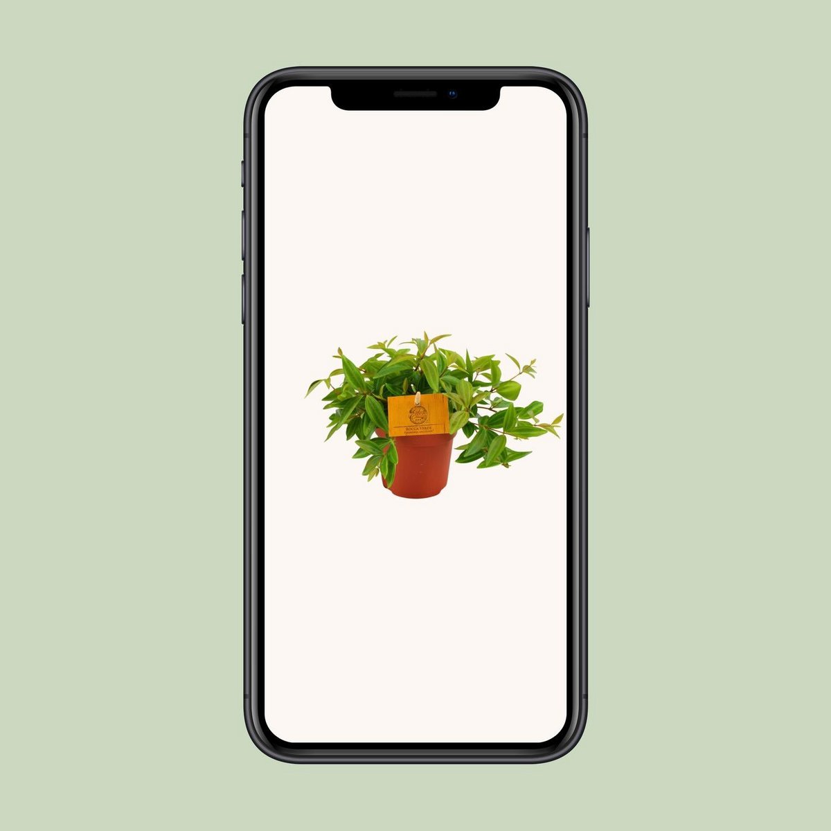 Peperomia Ang. Rocca Viva - Ø11cm - ↕15cm