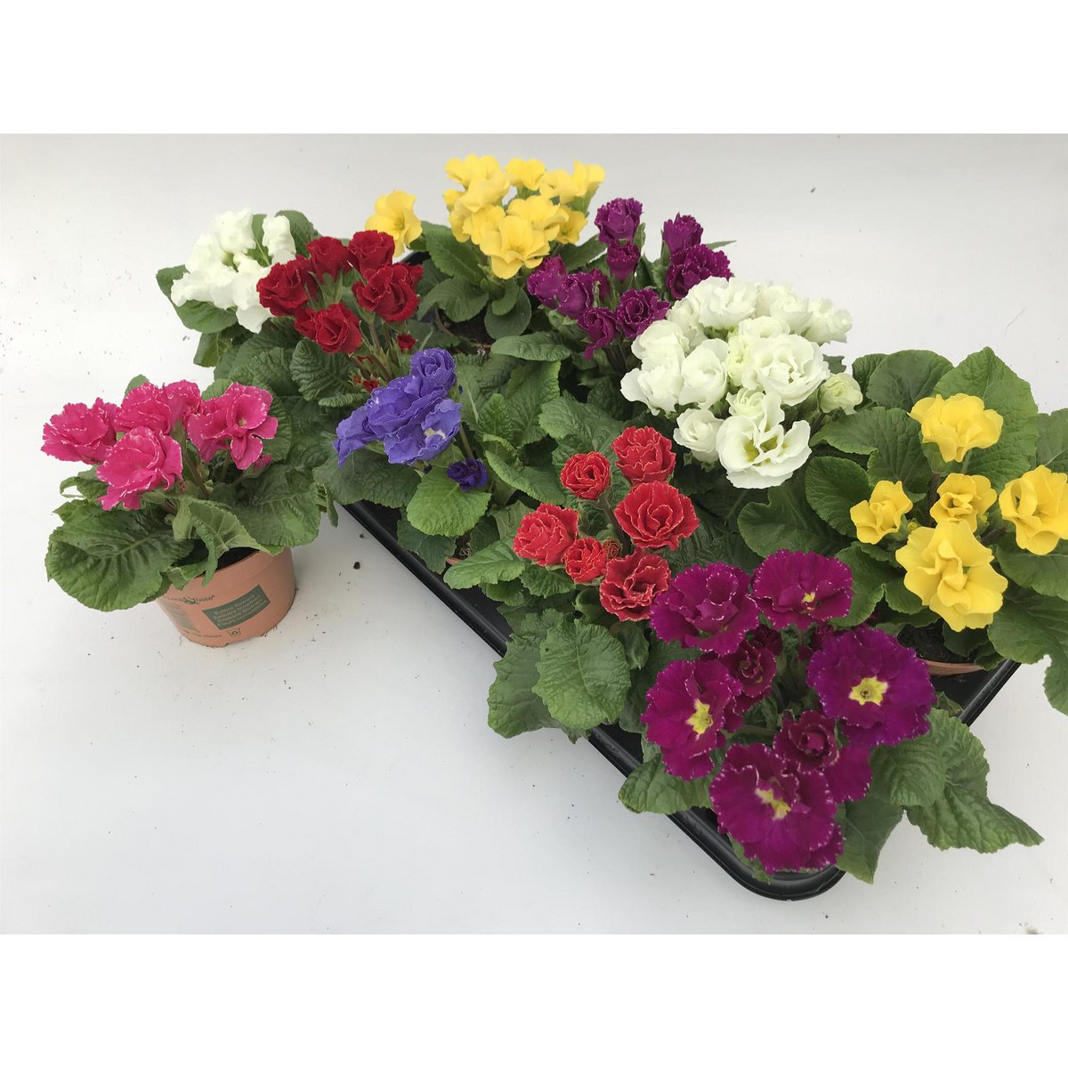 Primula Acaulis Baroque Dubbel Lookandtaste - Ø11cm - ↕15cm