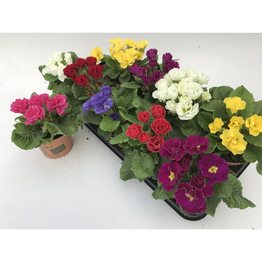 Primula Acaulis Baroque Dubbel Lookandtaste - Ø11cm - ↕15cm