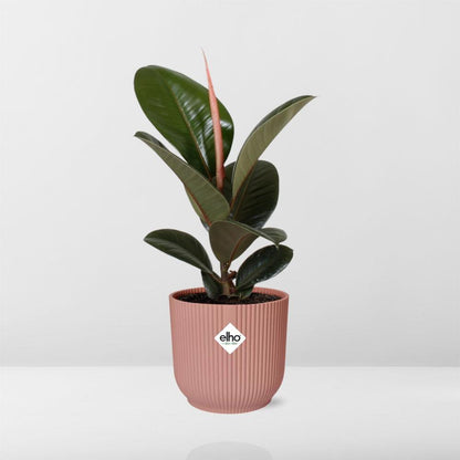 Ficus Elastica 'Robusta' in ELHO Vibes Fold 14cm pink