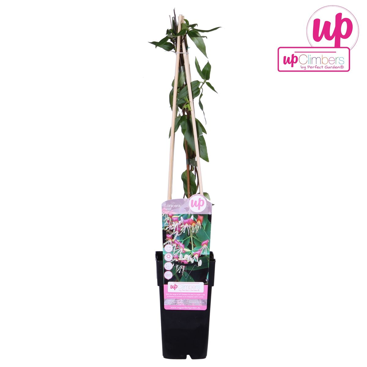 Lonicera henryi - ↕65cm - Ø15