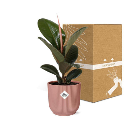 Ficus Elastica 'Robusta' in ELHO Vibes Fold 14cm pink