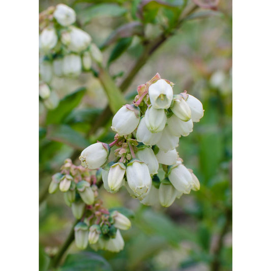 5x - Vaccinium corymbosum 'Reka' - ↨45cm - Ø13