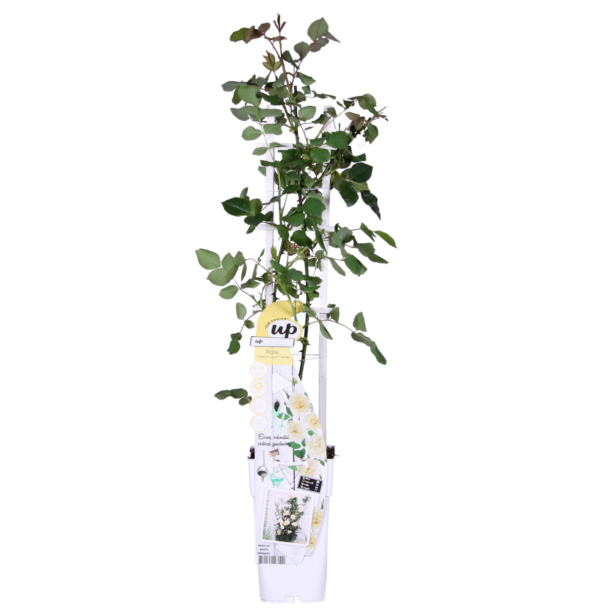 Rosa Crazy in love 'Vanilla' - Creme Roos - Ø15cm - ↕65cm