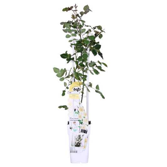 Rosa Crazy in love 'Vanilla' - Creme Roos - Ø15cm - ↕65cm