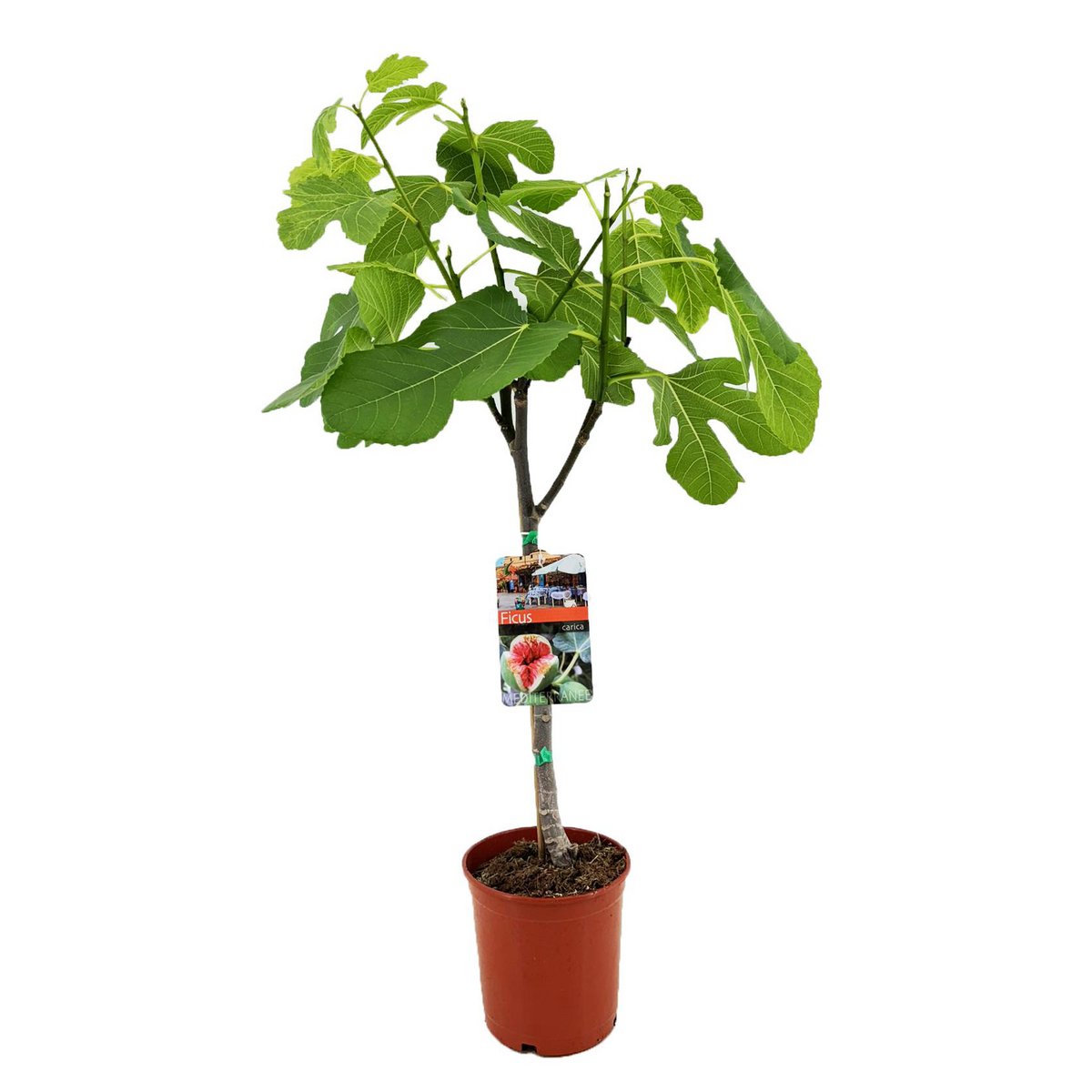 Ficus Carica - Ø17cm - ↕80cm