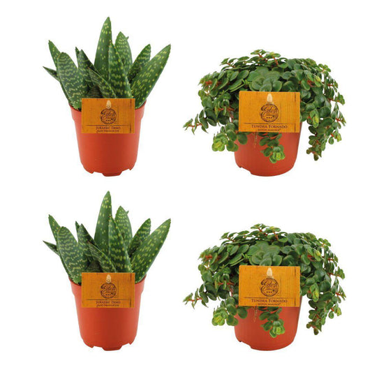 2x Aloe Paradisicum + 2x Sedum Tornado - 4 stuks - Ø10.5cm - ↕10cm