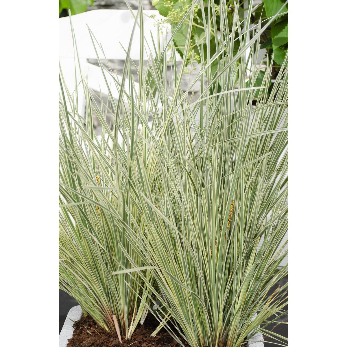 Lomandra longifolia 'White Sands' - Ø19cm - ↕40cm