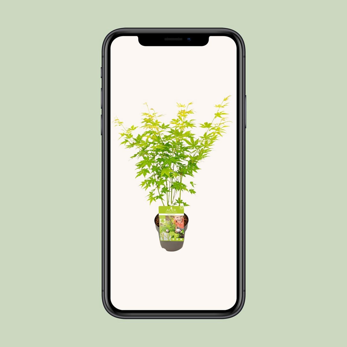 Acer palm. 'Going Green'Â® | [P15-H30]