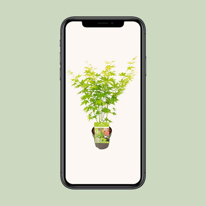 Acer palm. 'Going Green'Â® | [P15-H30]