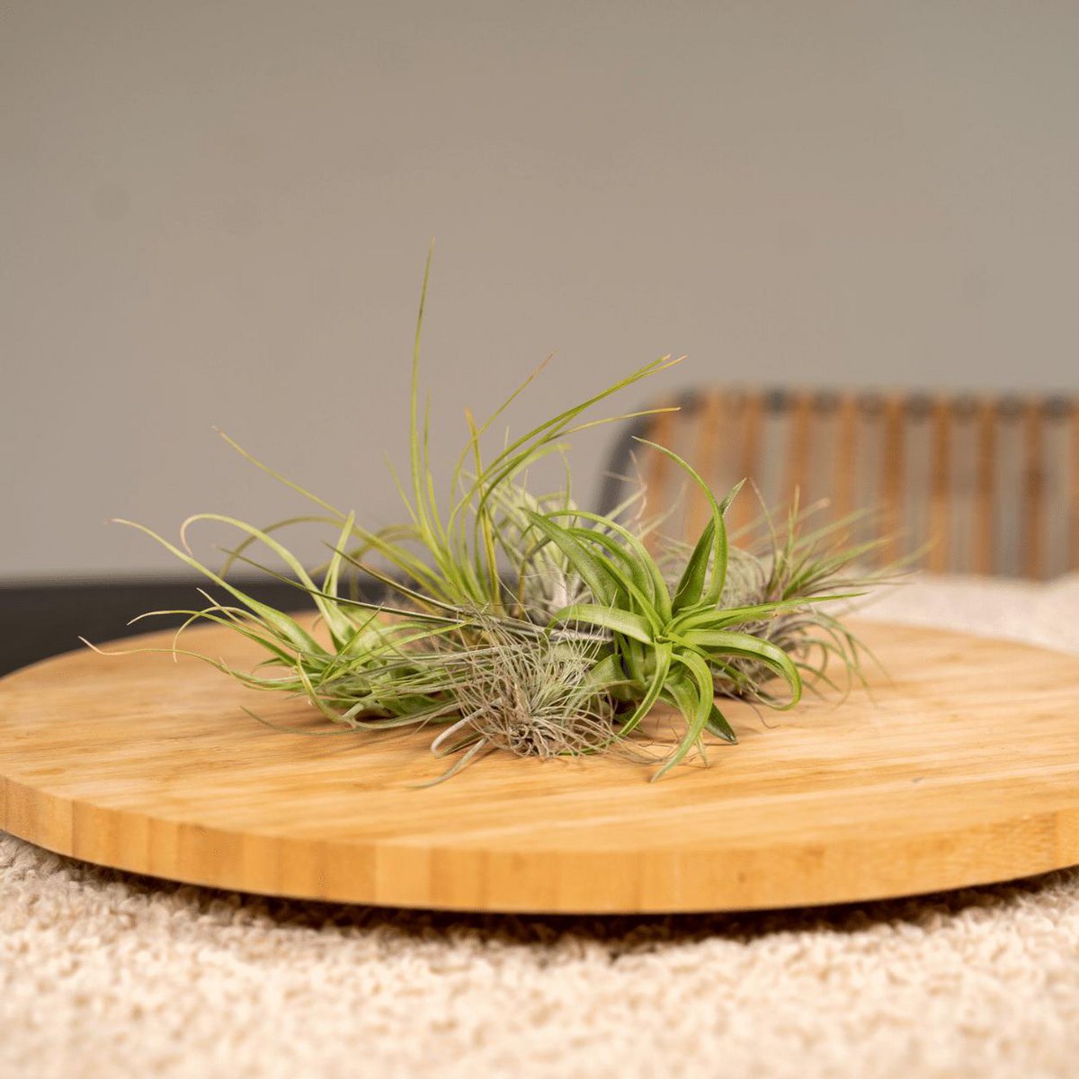 Tillandsia Air mix - 10 pieces - ø6cm - ↕6cm