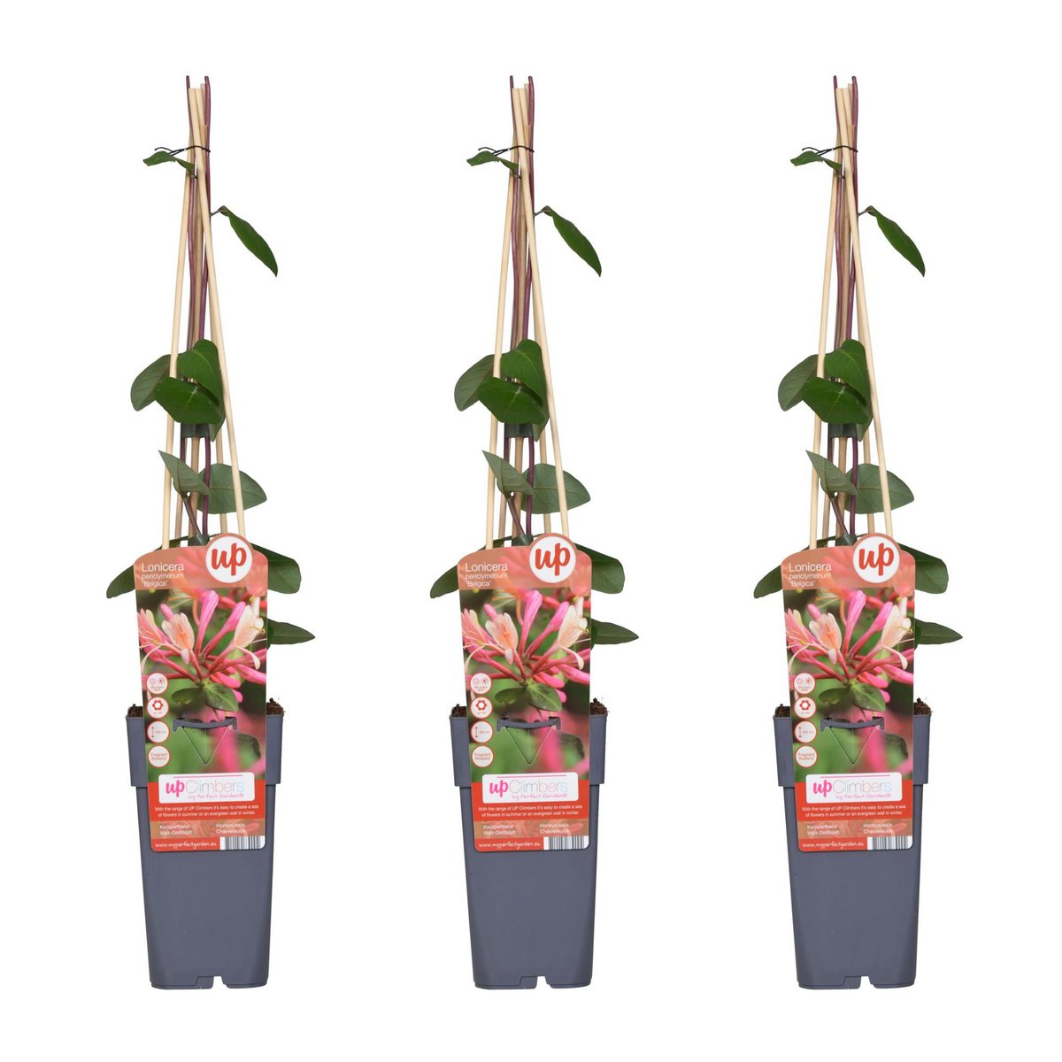 3x - Lonicera periclymenum 'Belgica' - ↨65cm - Ø15