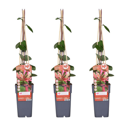 3x - Lonicera periclymenum 'Belgica' - ↨65cm - Ø15