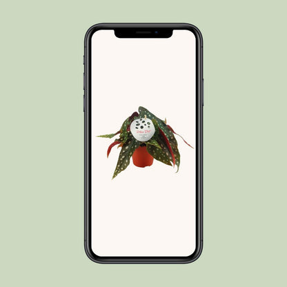 Begonia Maculata - Ø12 ↕20