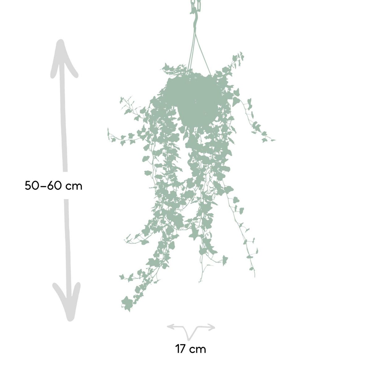 Hedera Wonder Green Hang - Ivy - Ø17cm - ↕70cm