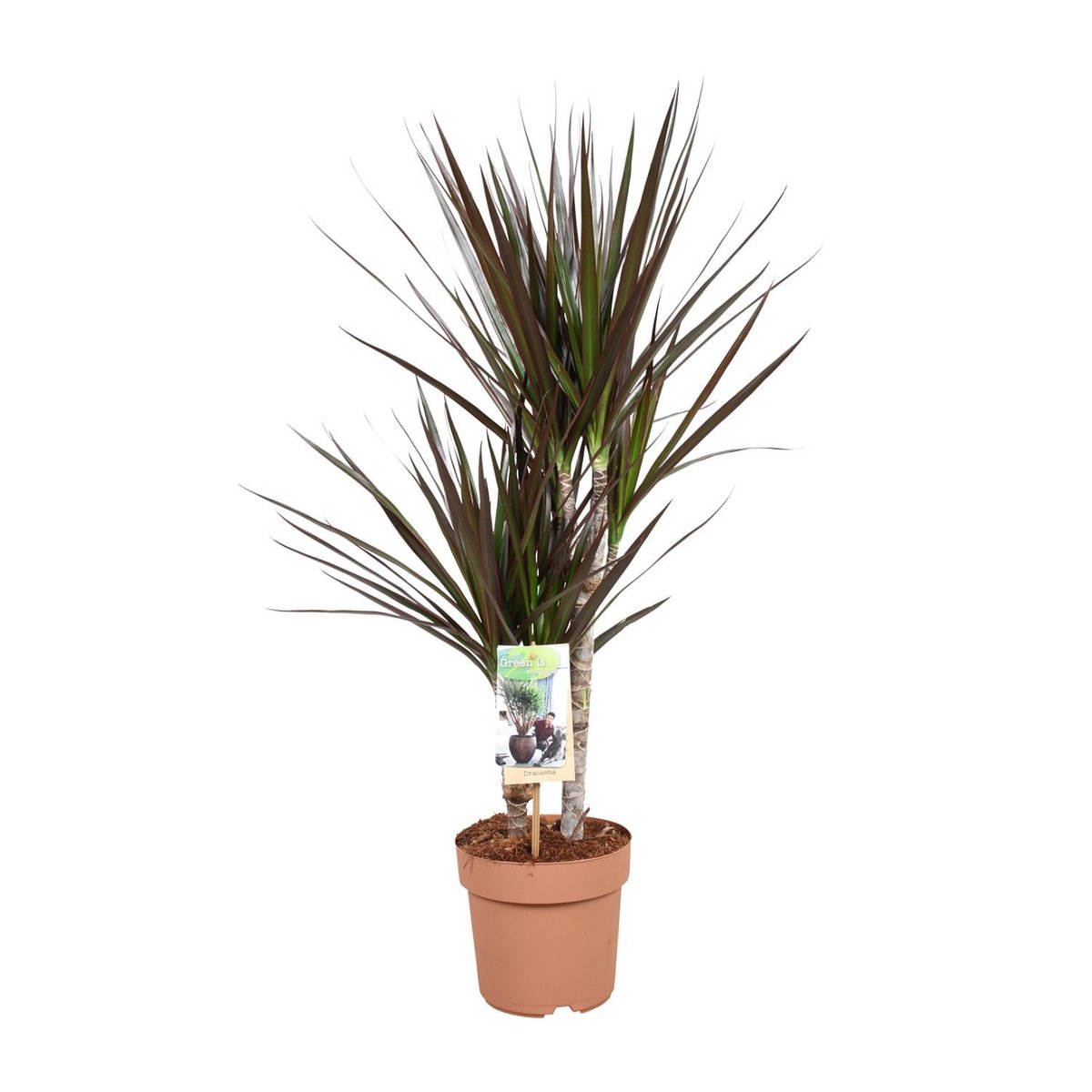 Dracaena Magenta 30-15 | [P17-H80]