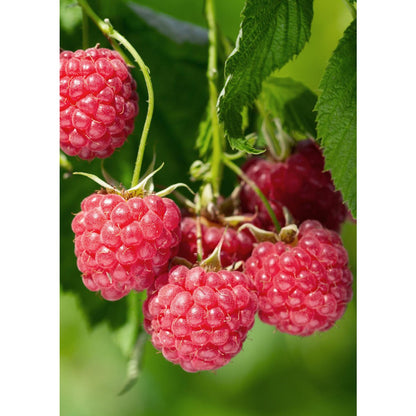 Rubus Idaeus 'Malling Promise' - ↕45cm - Ø13