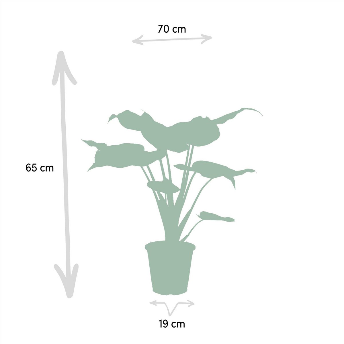 Alocasia Cucullata - ↨60cm - Ø19cm + Alocasia Lauterbachiana - ↨75cm - Ø19cm
