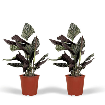 Calathea Ornata - Peacock plant - 2 pieces - ø14cm - ↕50cm