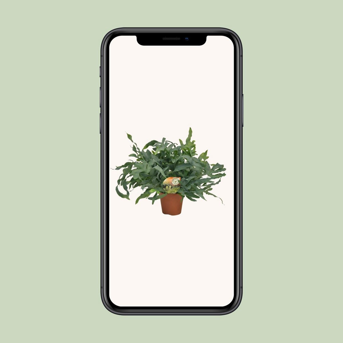 Phlebodium Blue Star | [P17-H60]