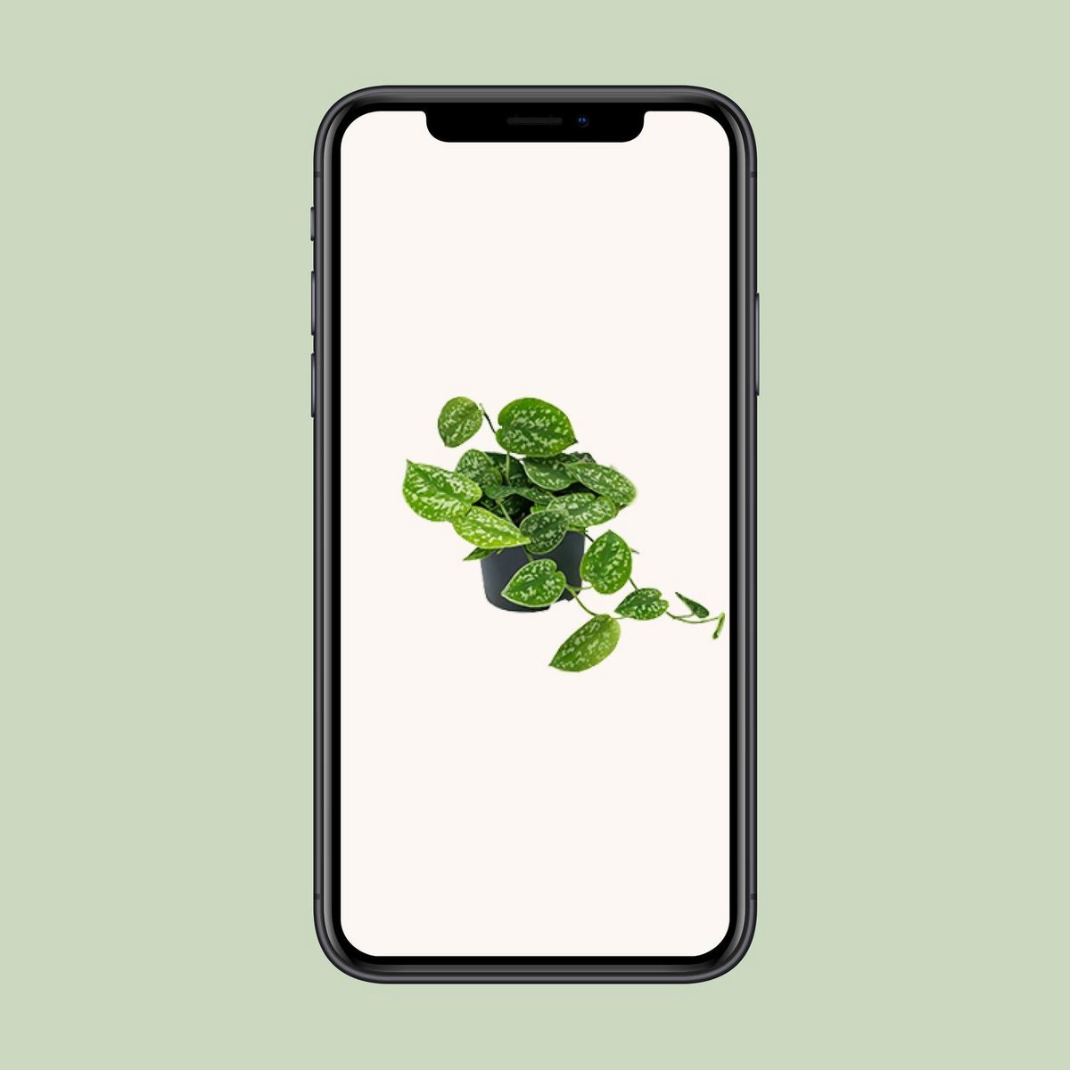 Scindapsus Pictus Argyraeus | [P12-H15]