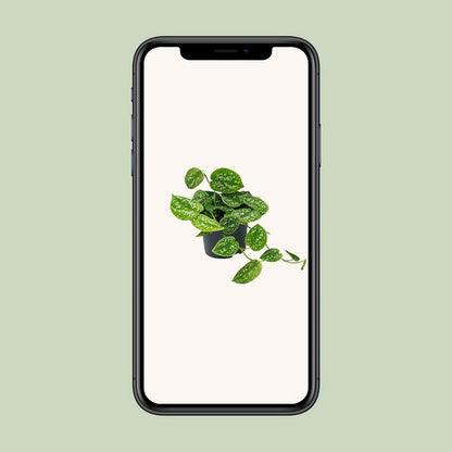 Scindapsus Pictus Argyraeus | [P12-H15]