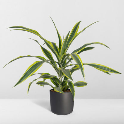 Dracaena Fragrans Lemon Lime - Dragon Tree - Ø17cm - ↕40cm