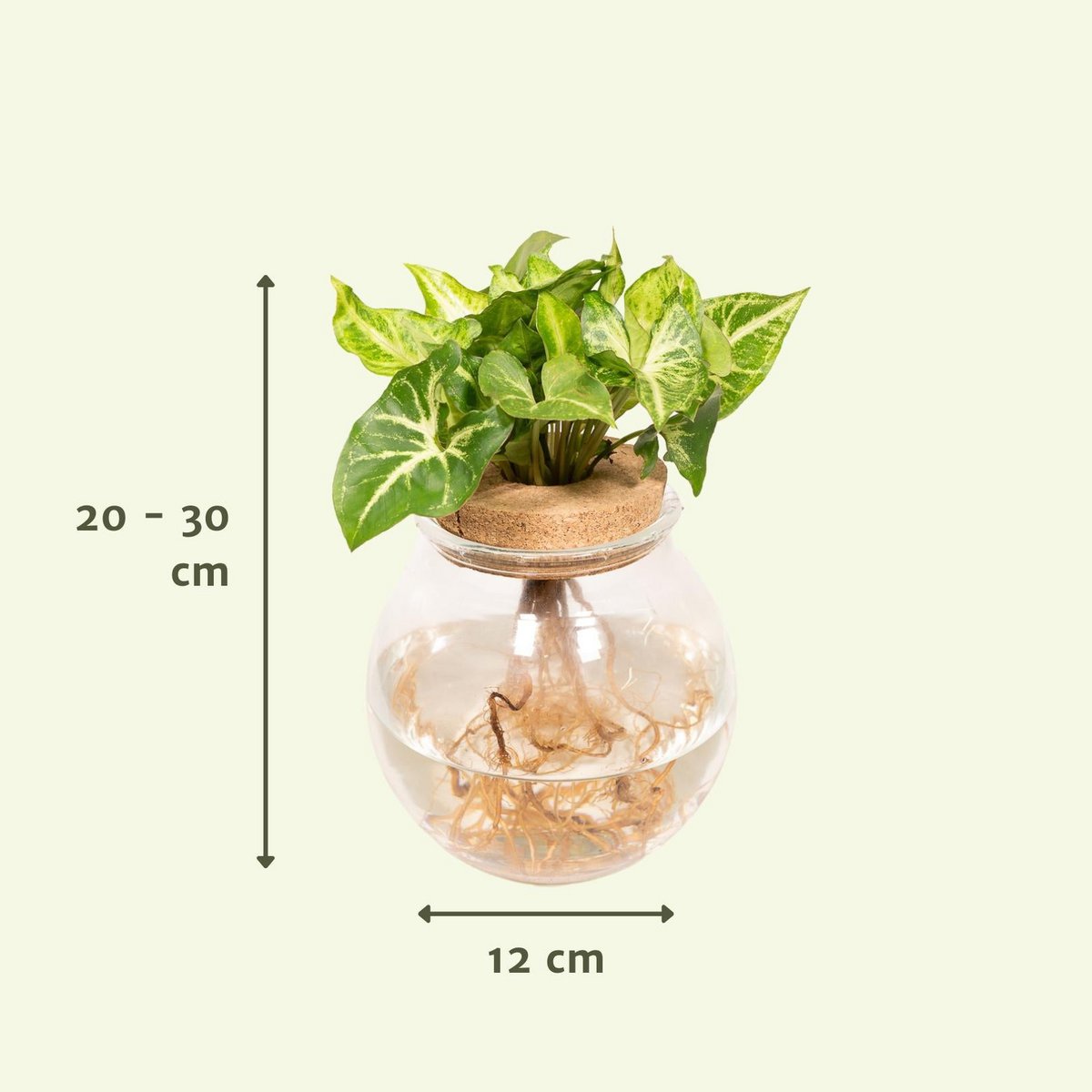 Syngonium Pixie in Convex Glass - Ø12cm - ↕30cm