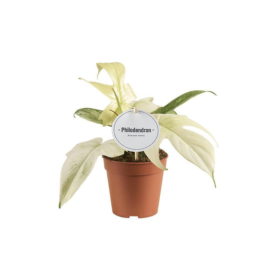 Philodendron Florida Ghost - Ø12cm - ↕30cm