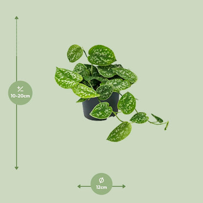 Scindapsus Pictus Argyraeus | [P12-H15]