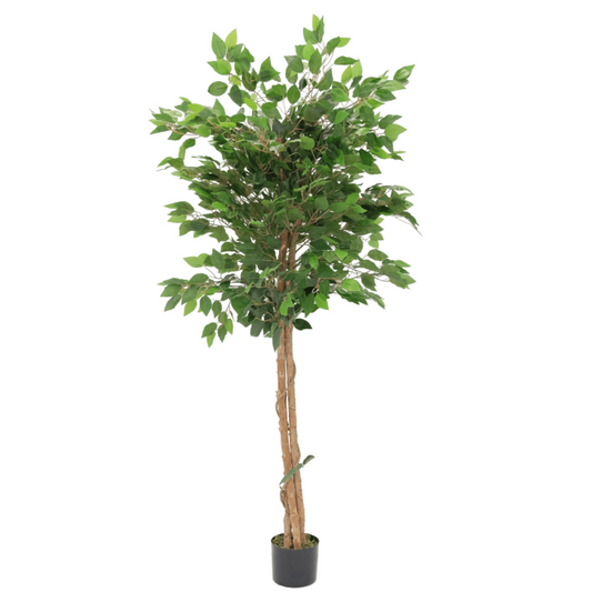 Artificial Ficus 150cm