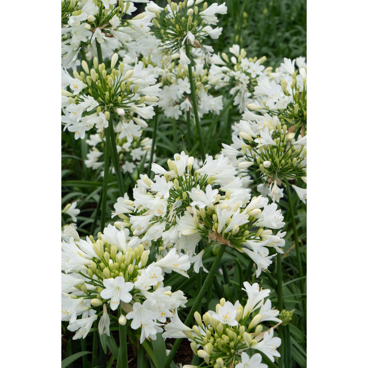 Agapanthus 'Ever White' - Ø19cm - ↕30cm