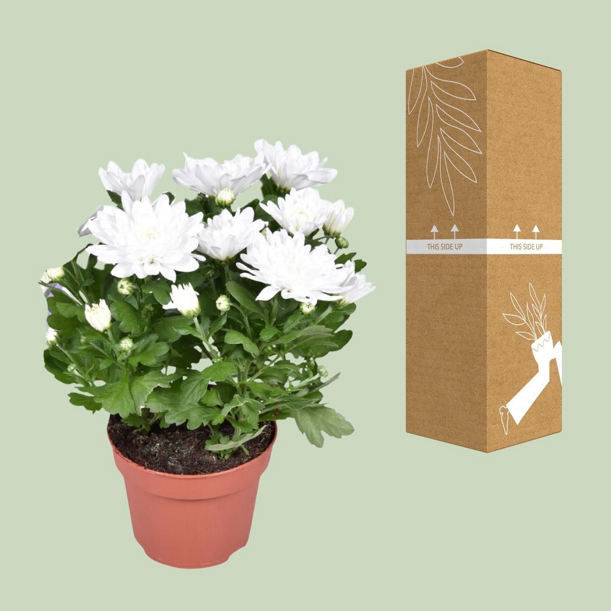 Chrysanthemum Brave - Ø12cm - ↕26cm