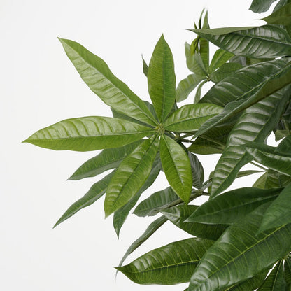 Artificial plant Pachira Green