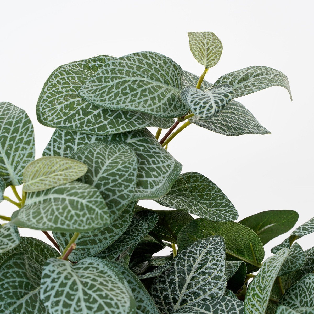 Artificial hanging plant Fittonia Green