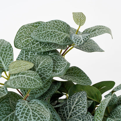 Artificial hanging plant Fittonia Green