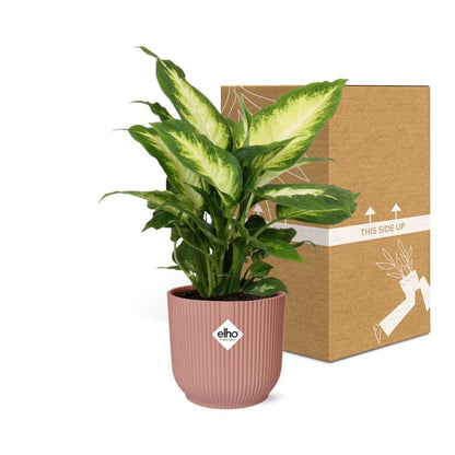Dieffenbachia 'Camilla' in ELHO Vibes Fold 14cm pink