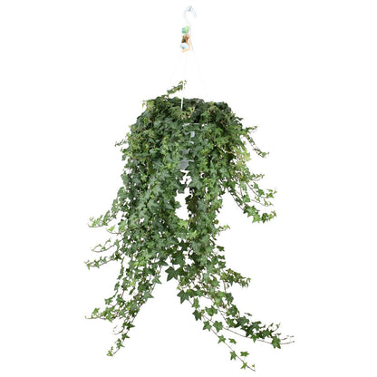 Hedera Helix Pitsburg - Hang/XXL [P24-H]
